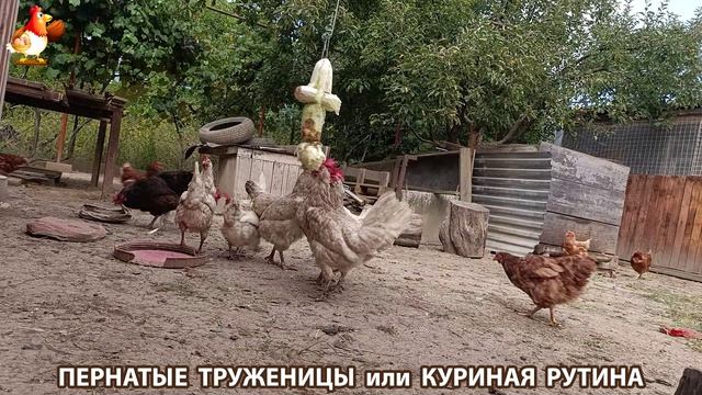 Куриная рутина – что делают куры на выгуле 😂 эпизод (126) смотреть онлайн