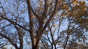 1 ноября 2023г.Мой дом.Расчищаю завалы.