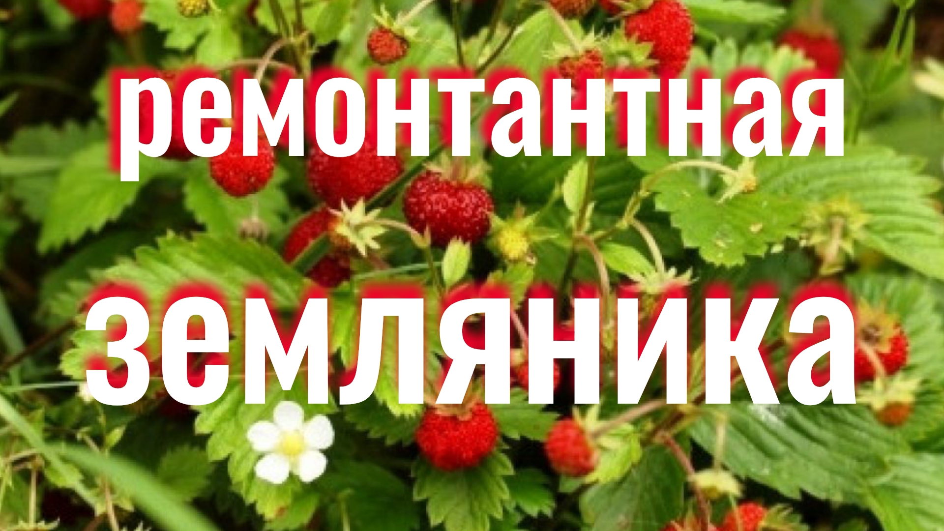 Ремонтантная земляника Барон Солемахер. Сею землянику на рассаду. смотреть онлайн