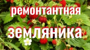 Ремонтантная земляника Барон Солемахер. Сею землянику на рассаду.