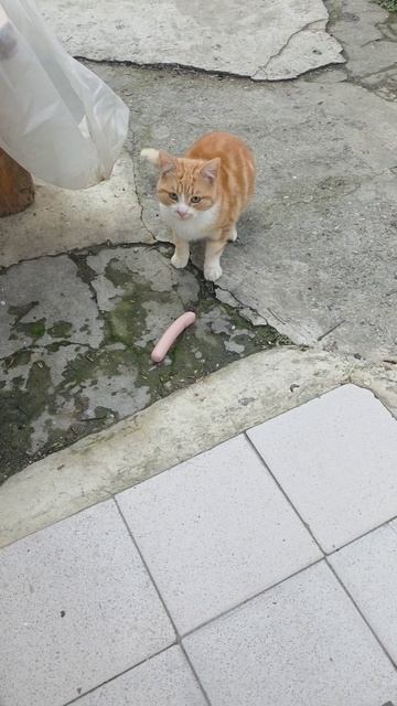 Кто-то привёл своего друга! 😊#кот #коты #кормлюкота #cat #cats #catvideos