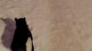 Крашик тащит | можно без Коньков