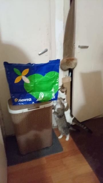 Котики и сумка… #любопытныекотики #котики #забавное #смешное #милашки #мимихи