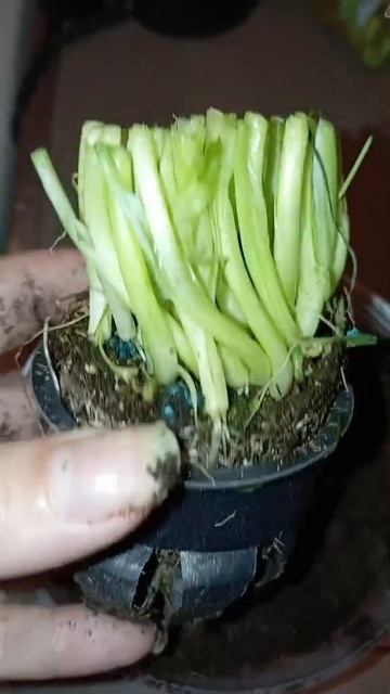 ПчëлкинОгород