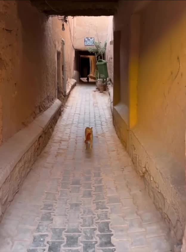 #Милые #видео #животные