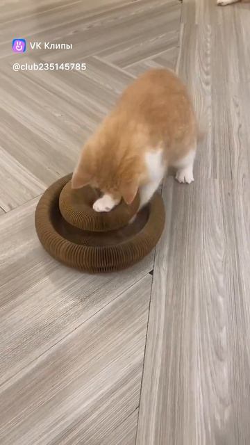 Приколы с животными смотреть онлайн