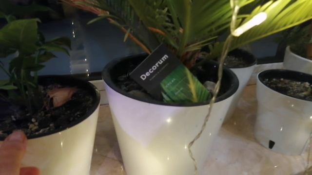 Что растёт на втором окне в зимнем саду?! 🪴