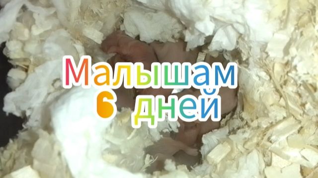 Малышам 6 дней. #хомяки