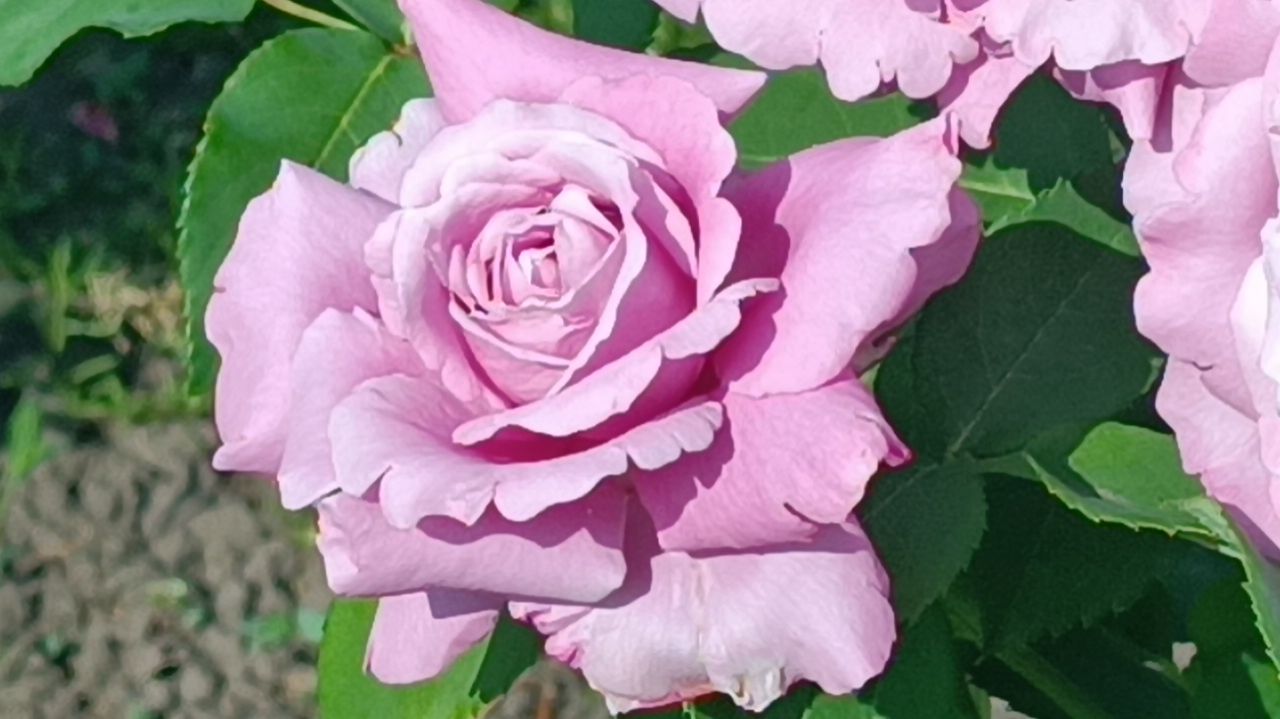 Для тех кто ищет свою РОЗУ. смотреть онлайн