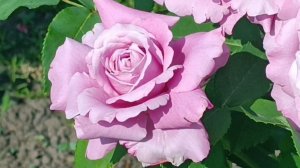 Для тех кто ищет свою РОЗУ.