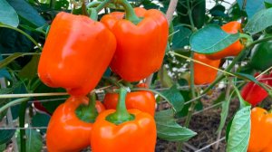 Эти 10 сортов ПЕРЦА всегда ЗАВАЛИВАЮТ УРОЖАЕМ!