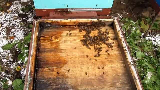 Замена доньев и проверка осыпи клеща после обработки смотреть онлайн