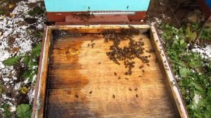 Замена доньев и проверка  осыпи клеща после обработки