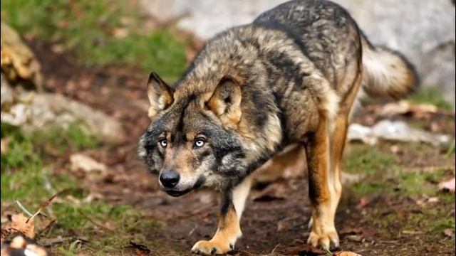 Волчья стратегия: Почему от волка невозможно убежать?