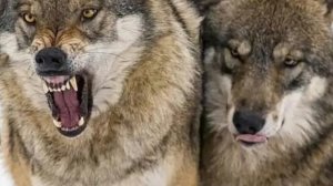 Garik Garik За Дружбу,БРАТАН🤝