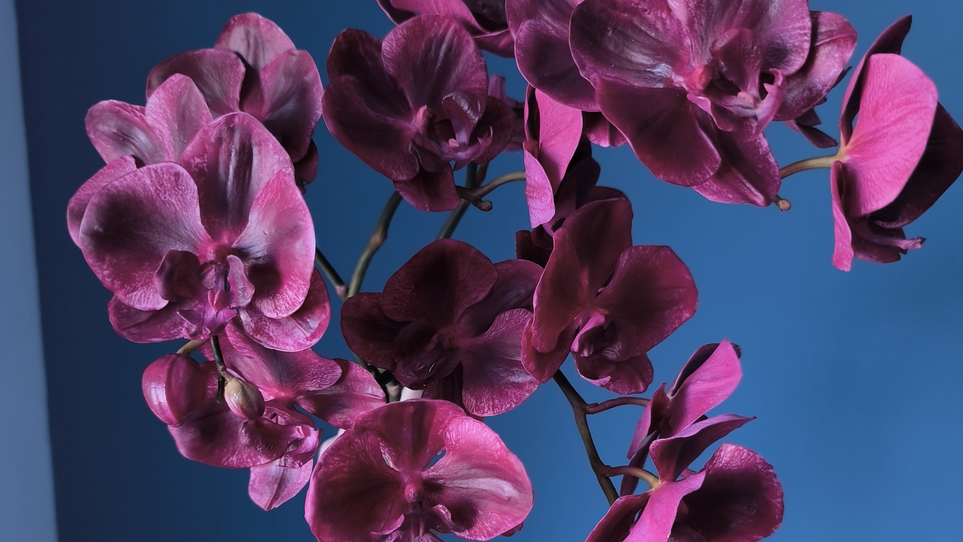 орхидея мои работы/ Мурзилкина-Голубецкая