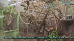 Игрунки из Ленинградского зоопарка стали родителями в девятый раз