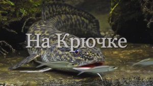 Проверка крючков на налима 2 февраля 2026