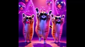 Диско-котик