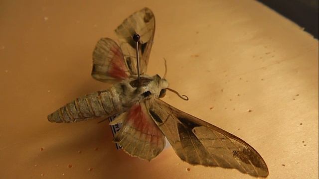 БРАЖНИКИ: 664. Leptoclanis pulchra