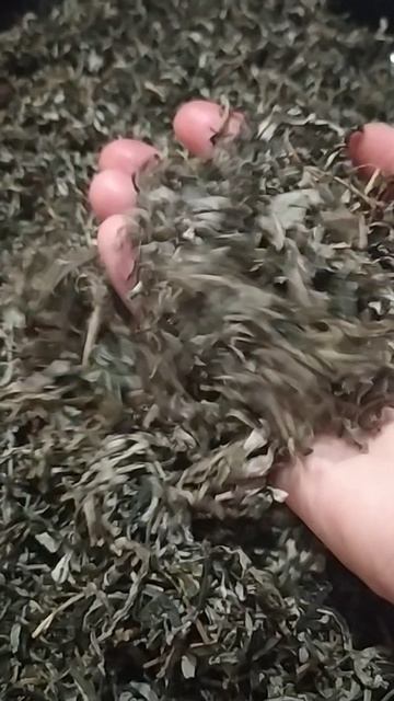 Облипиховый чай! Мм… ) Облипиховый чай! Мм… )