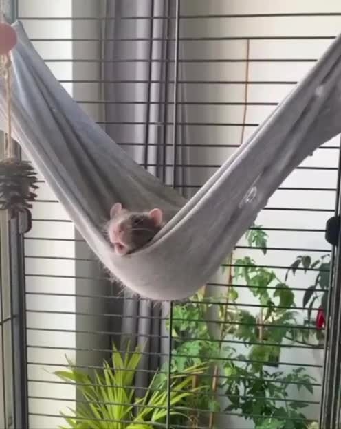 #видео #животные #Милые