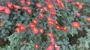 Корейская хризантема | Обзор | Мир увлечений