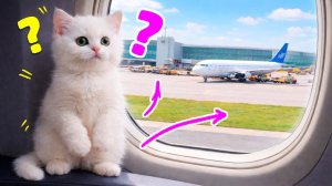 Кто бегает по самолёту? Тайная миссия Маши Капуки: помыть и вернуть котёнка Кефира на место