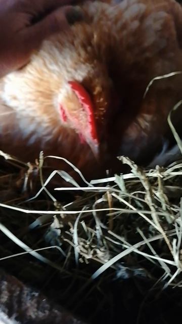 VID_20250913_151956.mp4