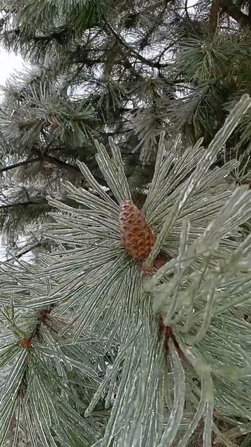 Ледяная сказка на Кубани