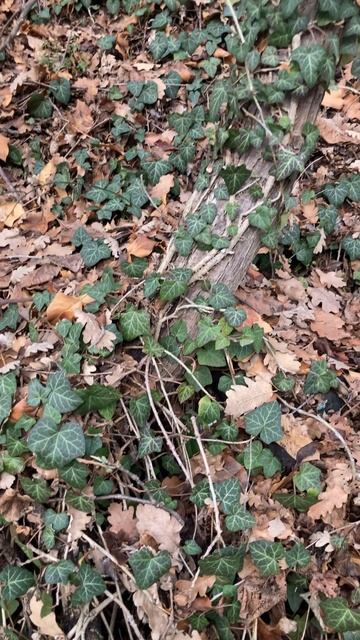 Hedera helix.