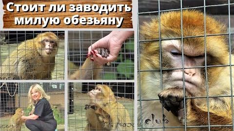 Стоит ли заводить милую обезьяну?