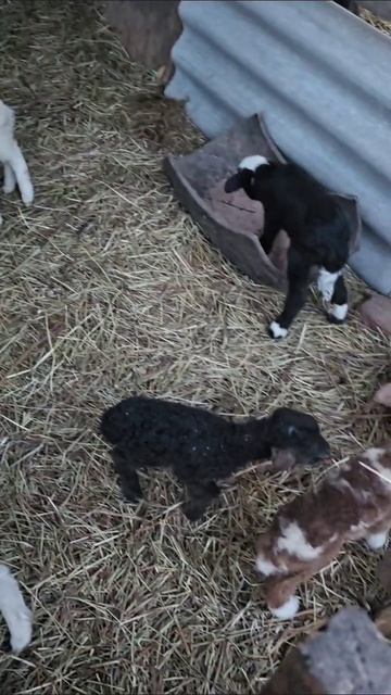 топ будильник топ будильник