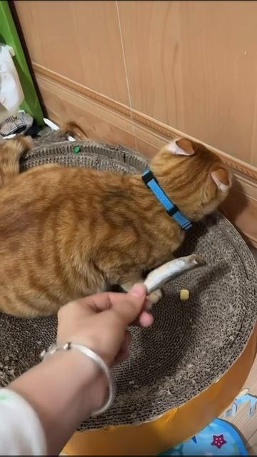 Моя обиделась 😿