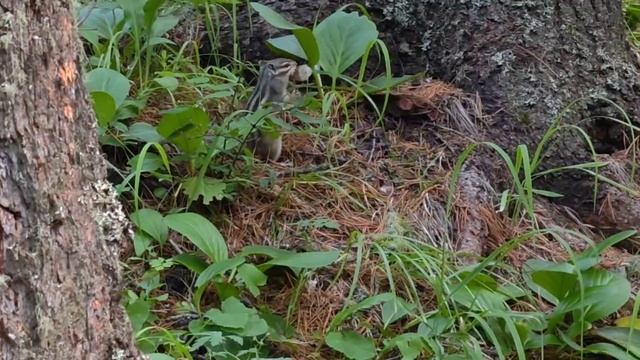 Шавлинские озёра