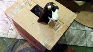 МАТЮШКА СЛЕГЛА!