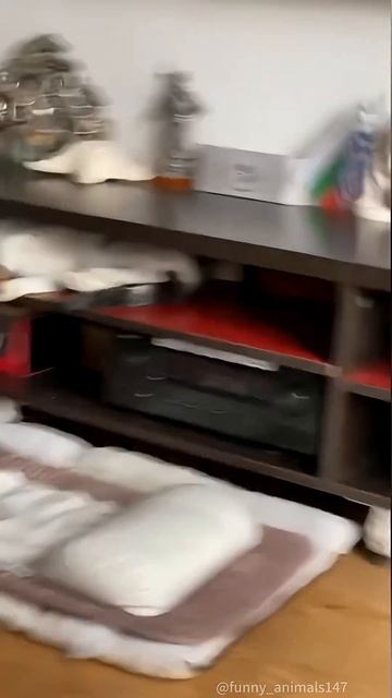 The cat talks in its sleep!#fyp #foryou #cat #petlove #catlover #funny #funnycat