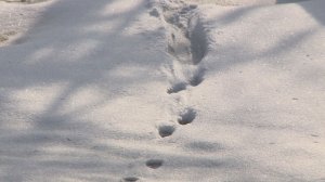 В регионе проходит учёт диких животных