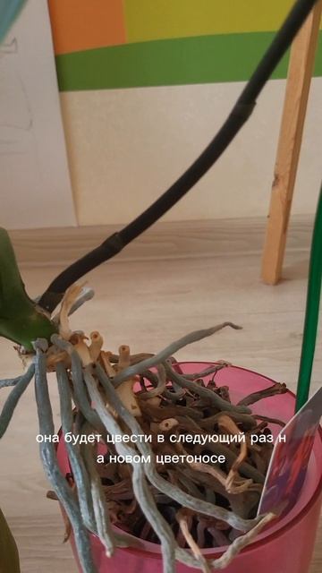 Обязательно сделайте это с орхидеей после цветения!