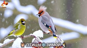 Птицы зимой в лесу 🐦🦉 видео для отдыха душой 🦅🌲(5)