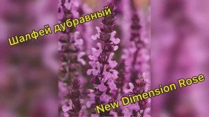Шалфей дубравный New Dimension Rose 28.01.26