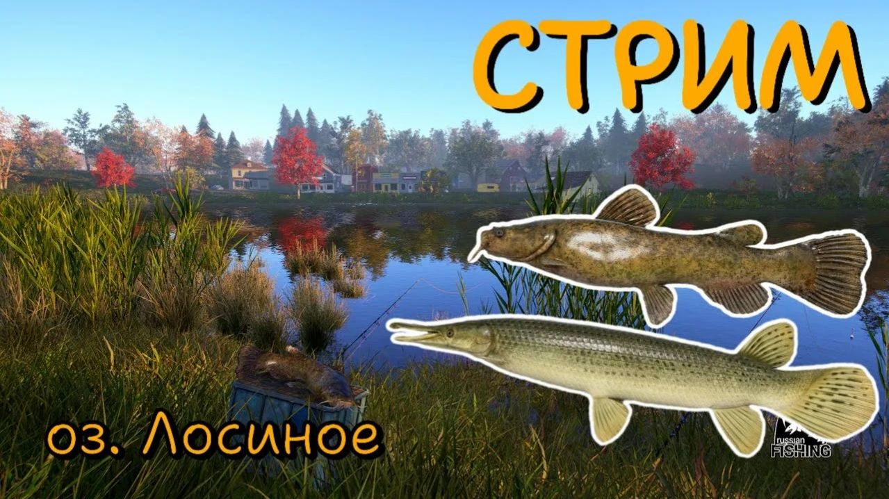 Играем в Russian Fishing 4 ловим судака,краппи,сомика и другую рыбку на оз.Лосиное. смотреть онлайн
