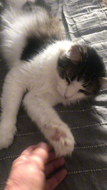 Кот Мася ❤️ на диване