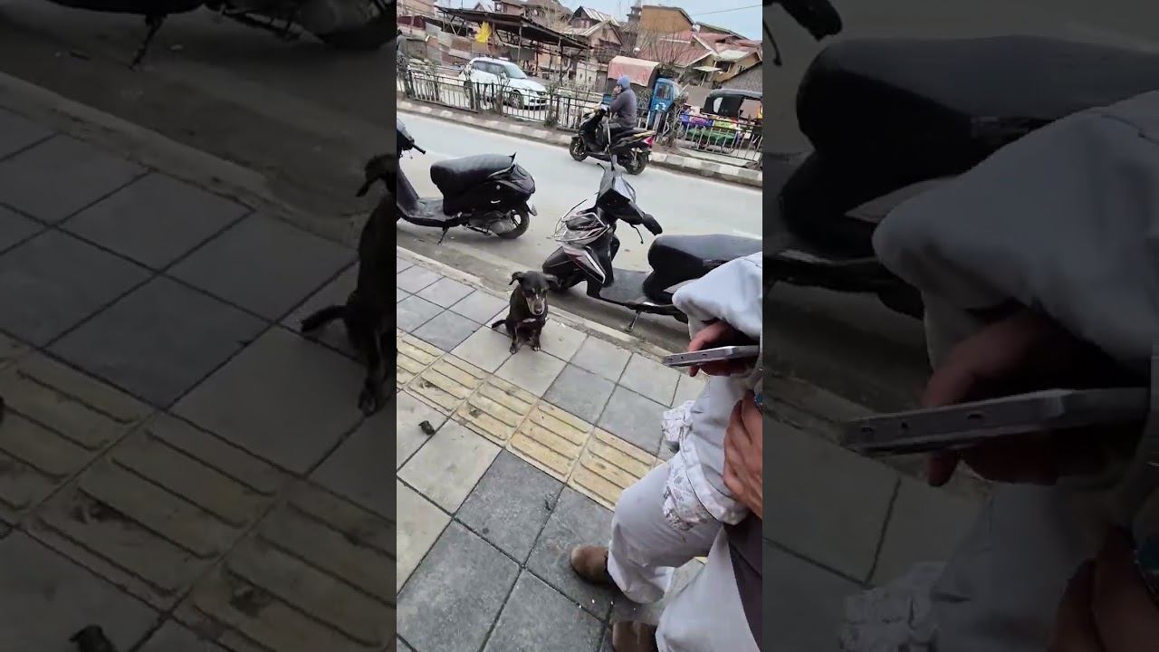 Архитектура возрастом 300 лет, обнимания нравов. Шринагар, Кашмир, Индия. 2.02. Мир Универсологии смотреть онлайн