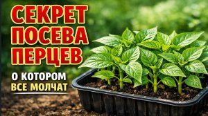 СЕКРЕТ посева ПЕРЦЕВ о котором все молчат! Жалею что раньше об этом не знала!
