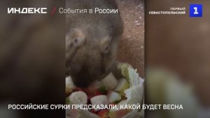 Российские сурки предсказали, какой будет весна