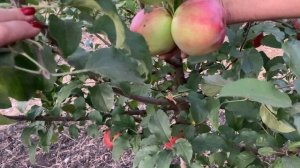 Сорт яблок Лигол. Краткий обзор.