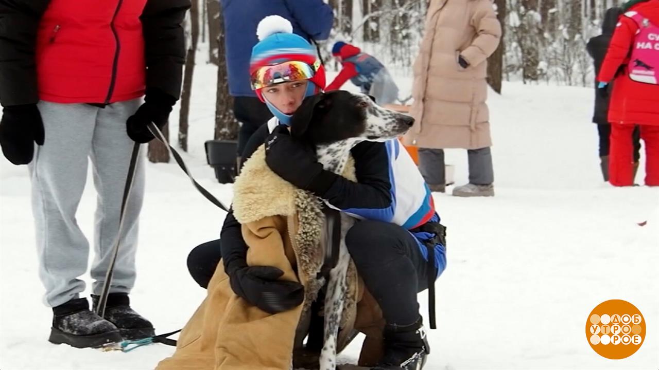 Собака — не роскошь, а средство передвижения… доброе и умное! Доброе утро. Фрагмент выпуска от … Собака — не роскошь, а средство передвижения… доброе и умное! Доброе утро. Фрагмент выпуска от …