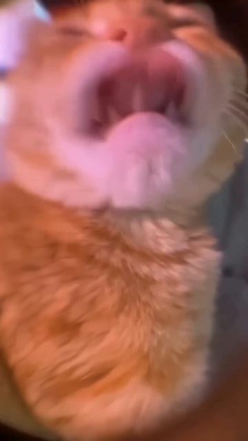 Котоговоруны подборка смотреть онлайн