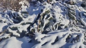 Свалку нераспроданных новогодних деревьев обнаружили в Хабаровске